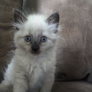 Meet your Posher, Oscar